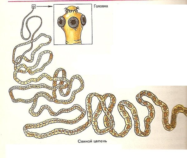 Сколексы свиного и бычьего цепня