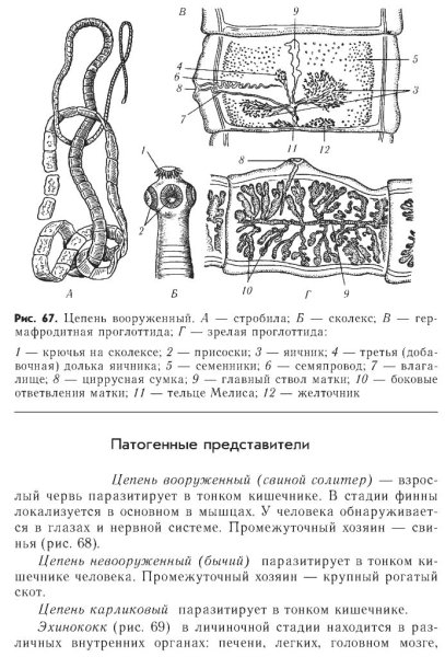 Ленточный червь цепень
