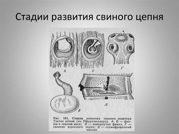 Строение ленточного червя бычий цепень