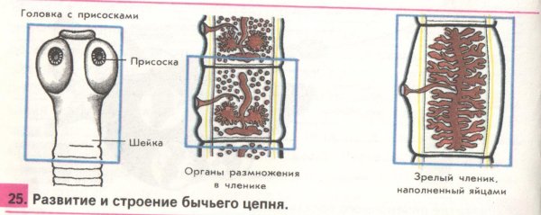 Строение ленточных червей схема