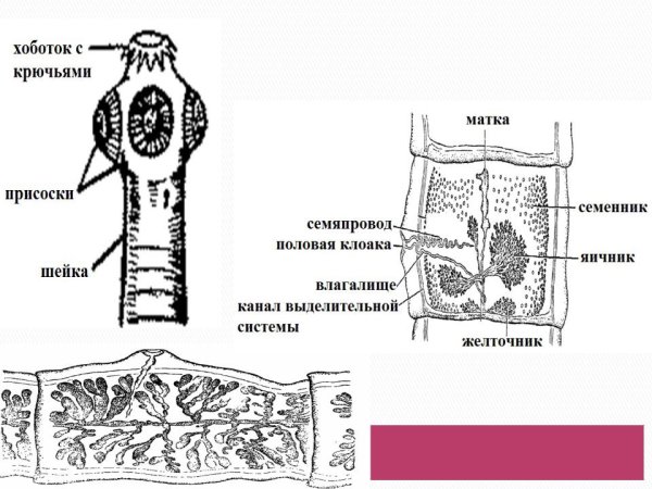 Бычий цепень микроскоп