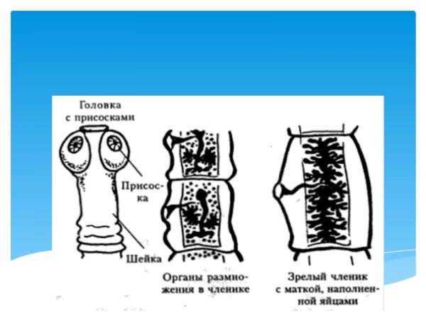Ленточный червь бычьего цепня
