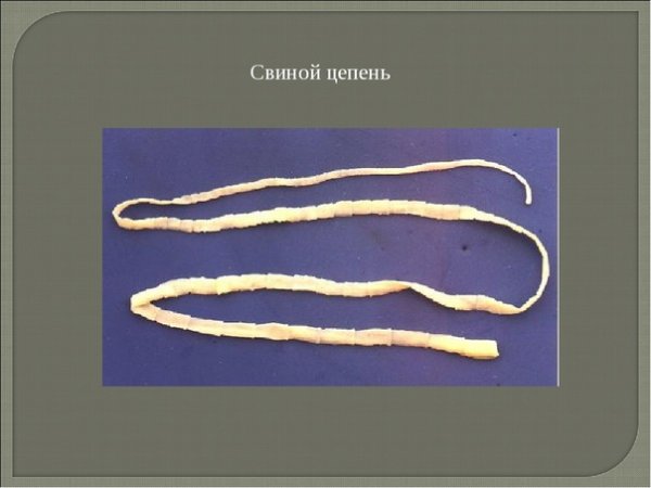 Ленточные черви свиной цепень