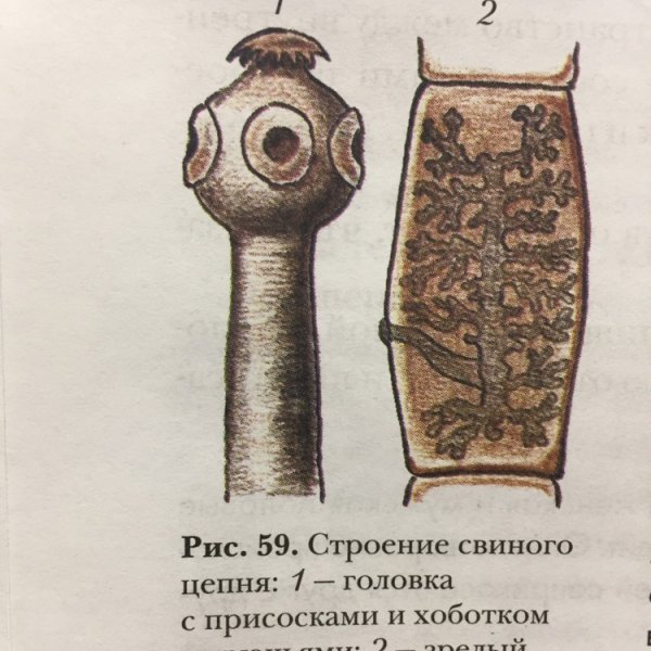 Ленточные черви свиной цепень