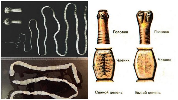 Схема жизненного цикла свиного и бычьего цепня