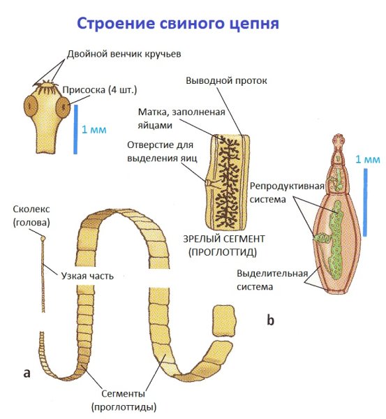 Строение сколекса ленточных червей