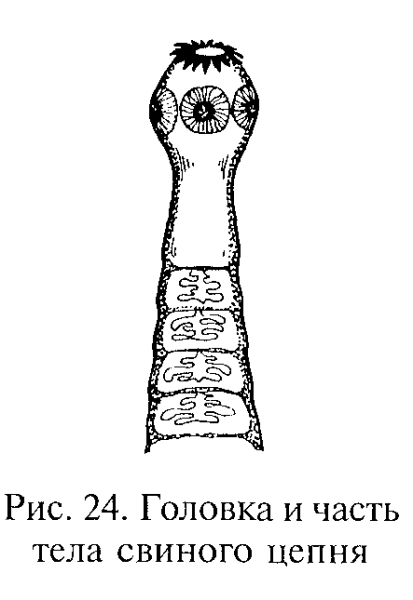Строение головки ленточного червя