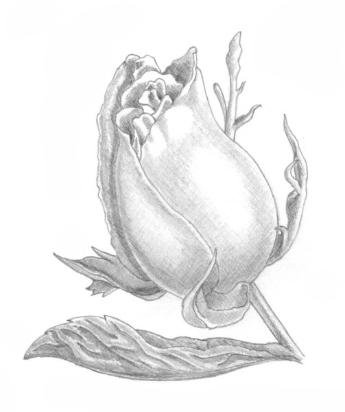 Стилизованные розы