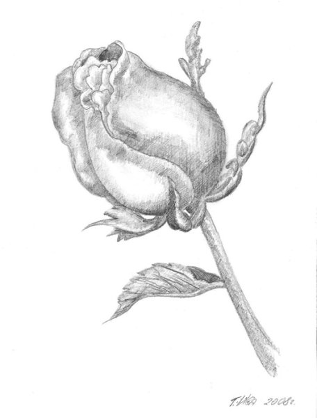 Бутон карандашом