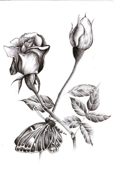 Зарисовки растений цветными карандашами