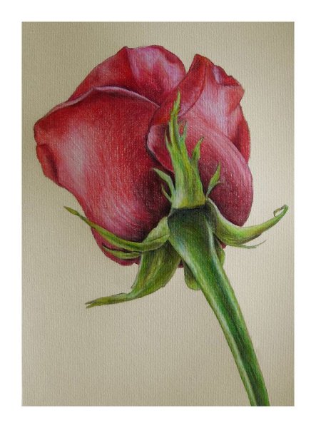 Бутон розы карандашом