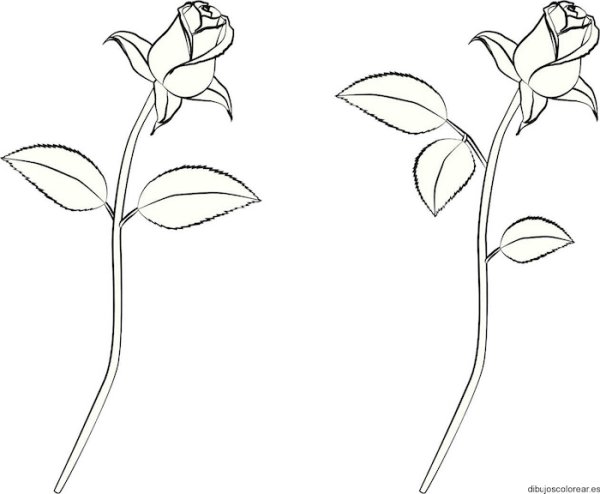 Цветы карандашом