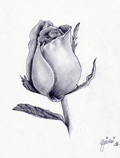 Бутон розы эскиз