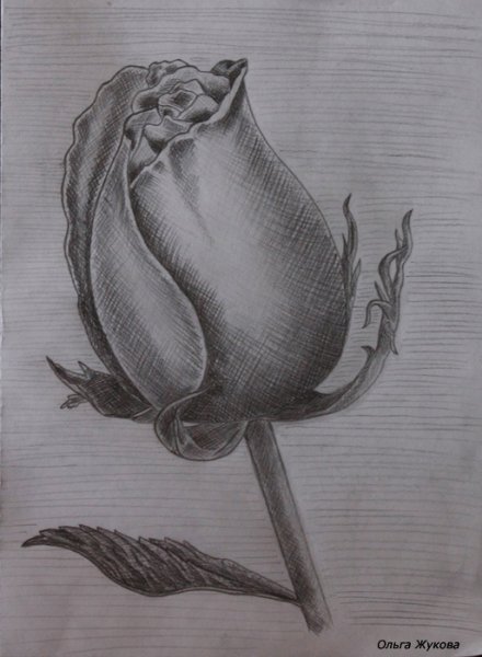 Бутон акварель