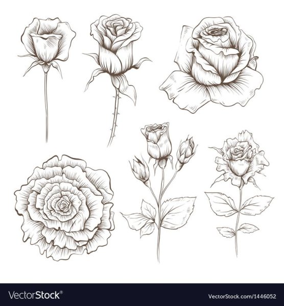 Роза раскраска для детей