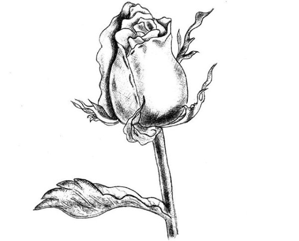 Маленькие розы карандашом