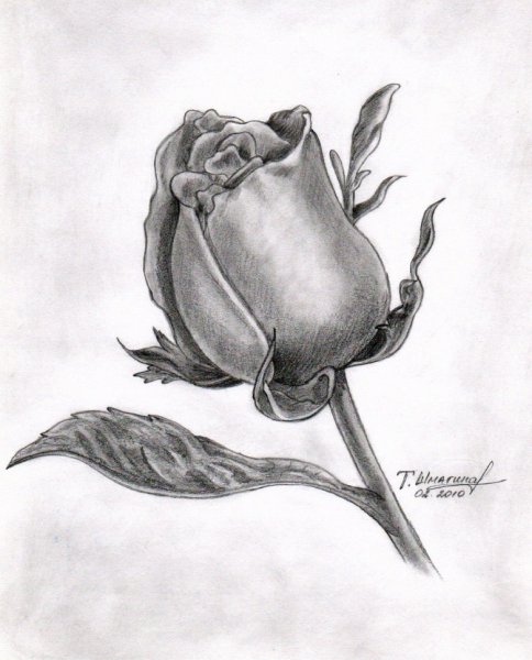 Роза карандашом
