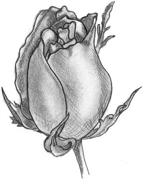 Роза вид сверху нарисовать
