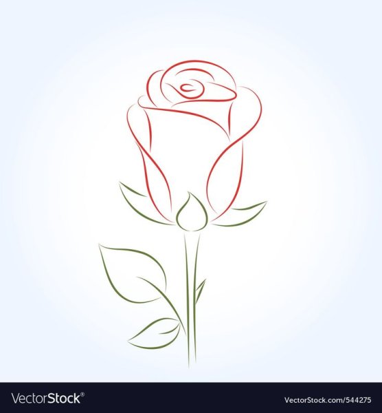 Роза карандашом