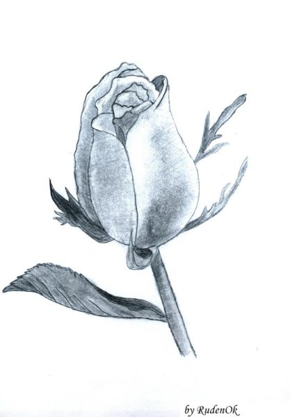 Цветы рисунок карандашом