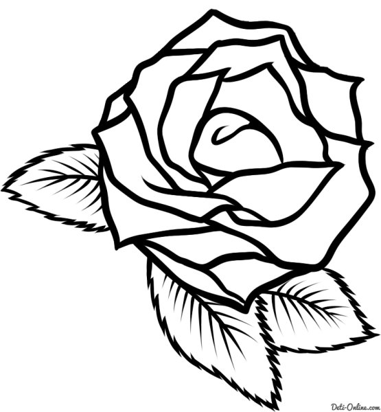 Роза рисунок
