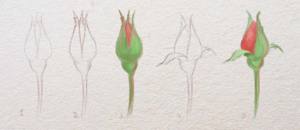 Бутон розы контурный рисунок