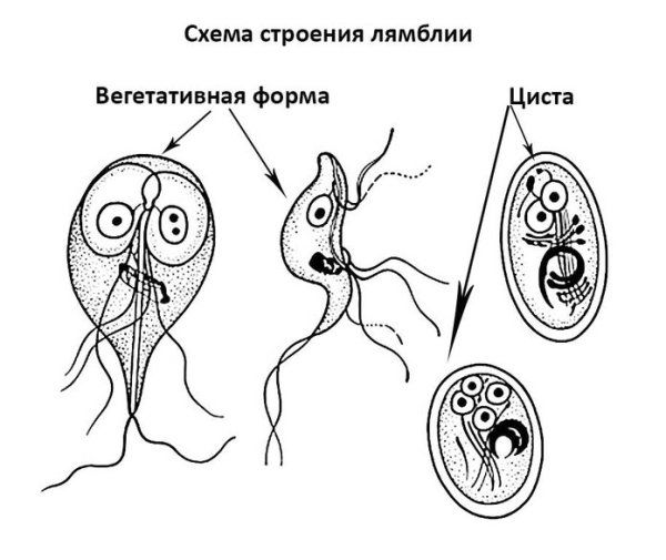 Лямблия кишечная строение