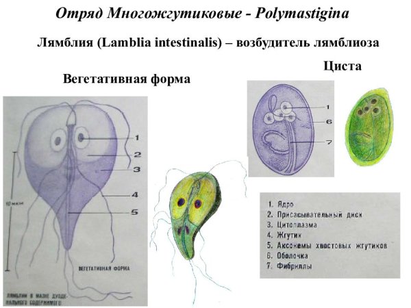 Лямблия кишечная строение