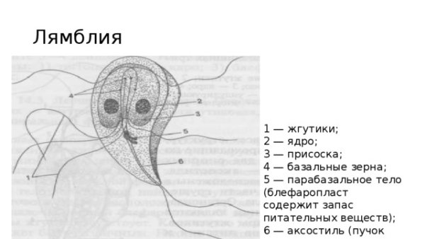 Giardia lamblia строение