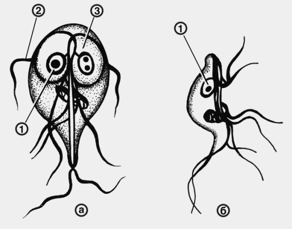 Лямблии вегетативная форма и цисты