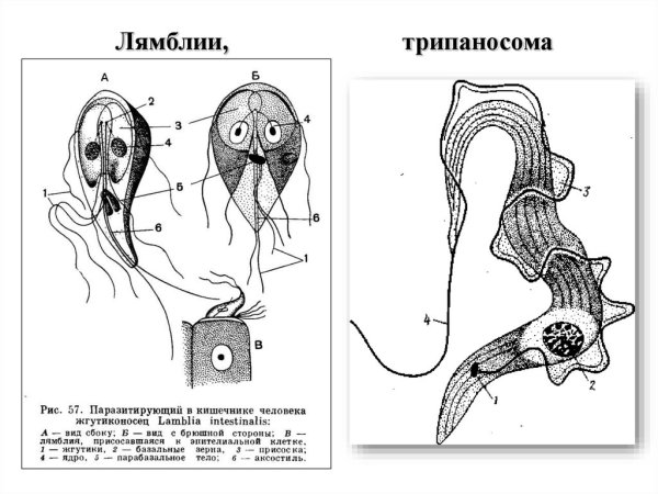 Строение лямблии форма