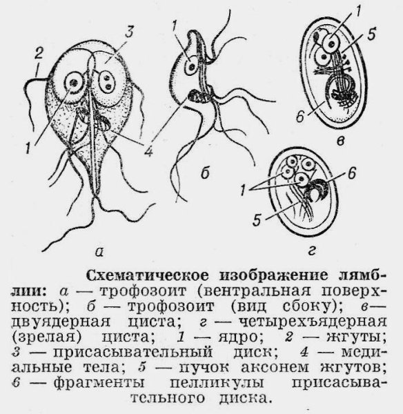 Лямблии вегетативная форма и цисты