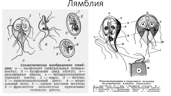 Вегетативная форма лямблии кишечной