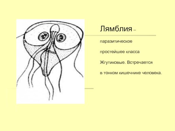 Класс жгутиковые лямблия