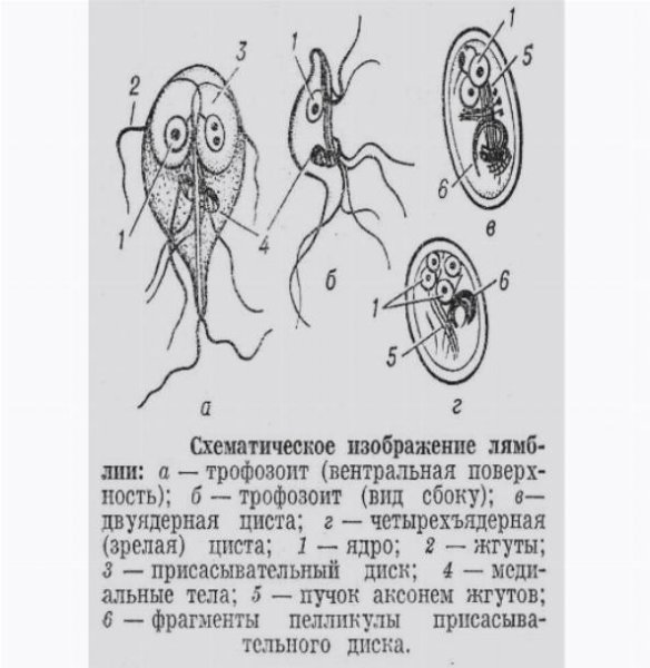 Лямблия строение рисунок