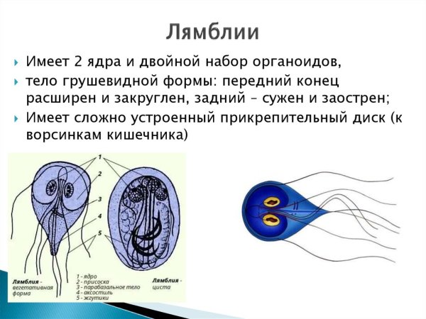 Лямблия аксостиль