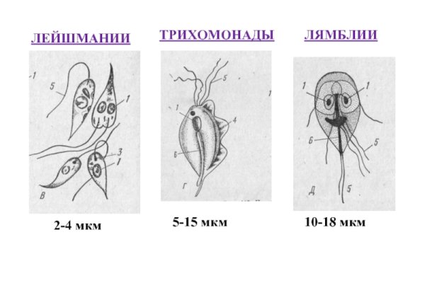 Лямблия лейшмания трихомонада