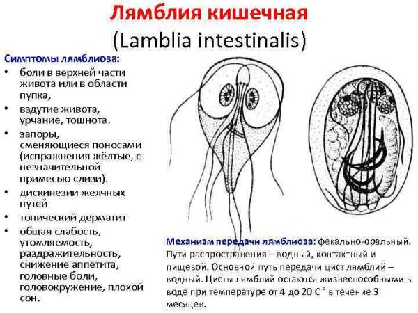 Лямблия интестиналис