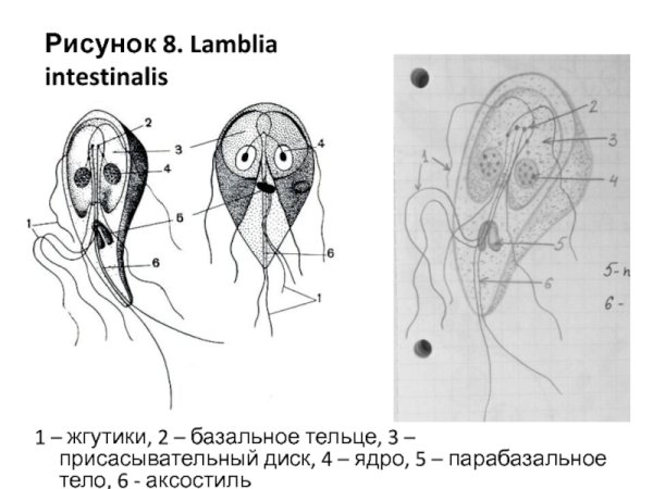 Giardia lamblia строение