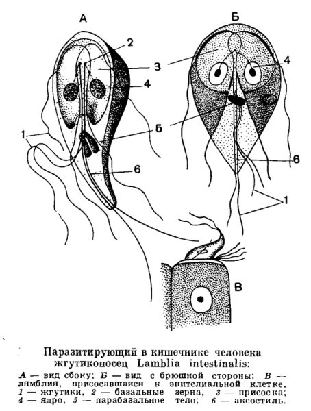 Лямблия интестиналис строение