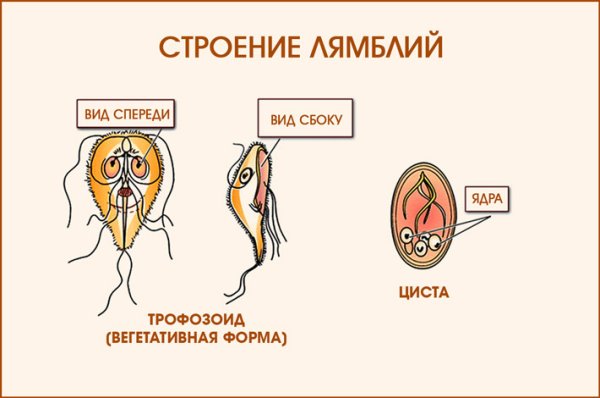 Лямблия вегетативная форма и циста