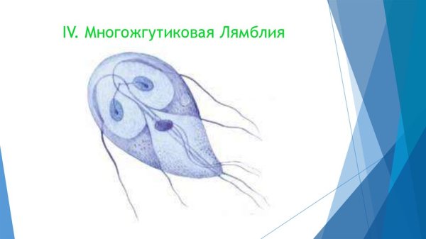Простейшие паразиты лямблия