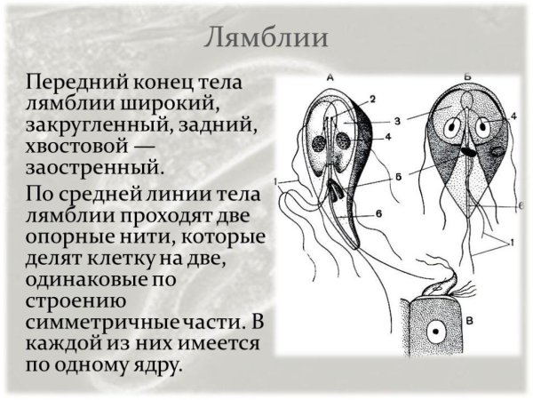 Лямблия кишечная строение