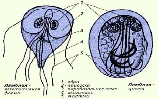 Lamblia intestinalis строение