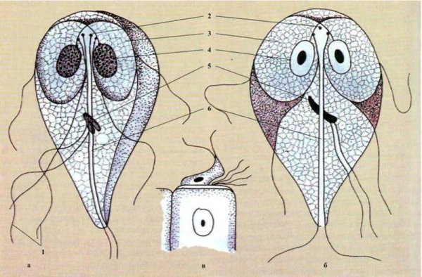 Лямблия кишечная