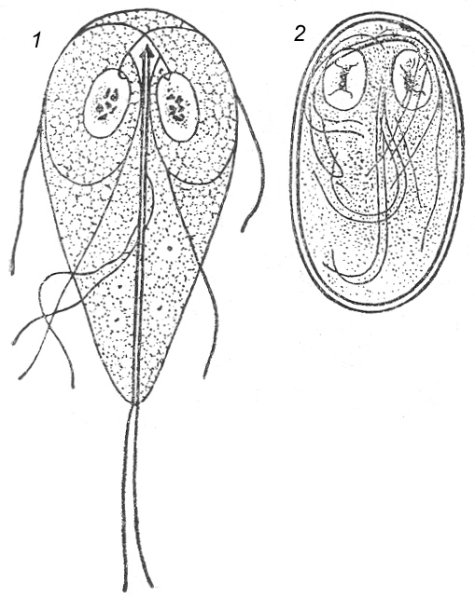 Кишечная лямблия строение циста