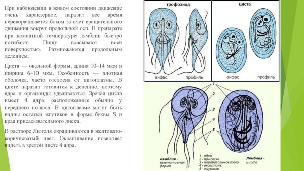 Строение цисты лямблий