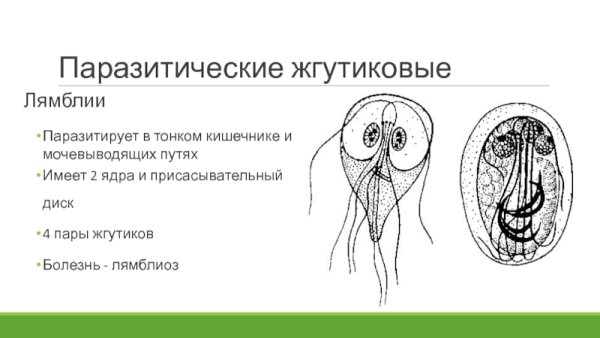 Жгутиконосцы лямблии