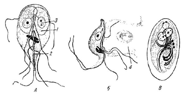 Лямблия вегетативная форма и циста