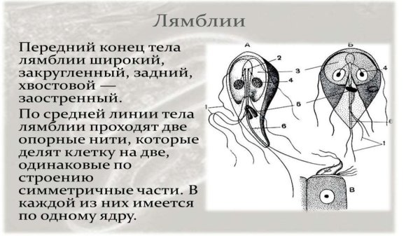 Лямблия факты